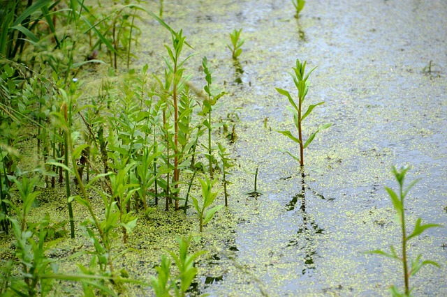 Pêche en eau douce : naviguer dans le labyrinthe réglementaire 2 swamp 3974234 640